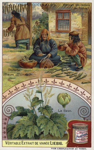 Rhubarb; Grating Roots in Tibet by European School